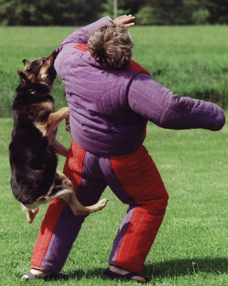 Dog training exercise with a person in a padded suit being jumped on by a dog in a grassy field.