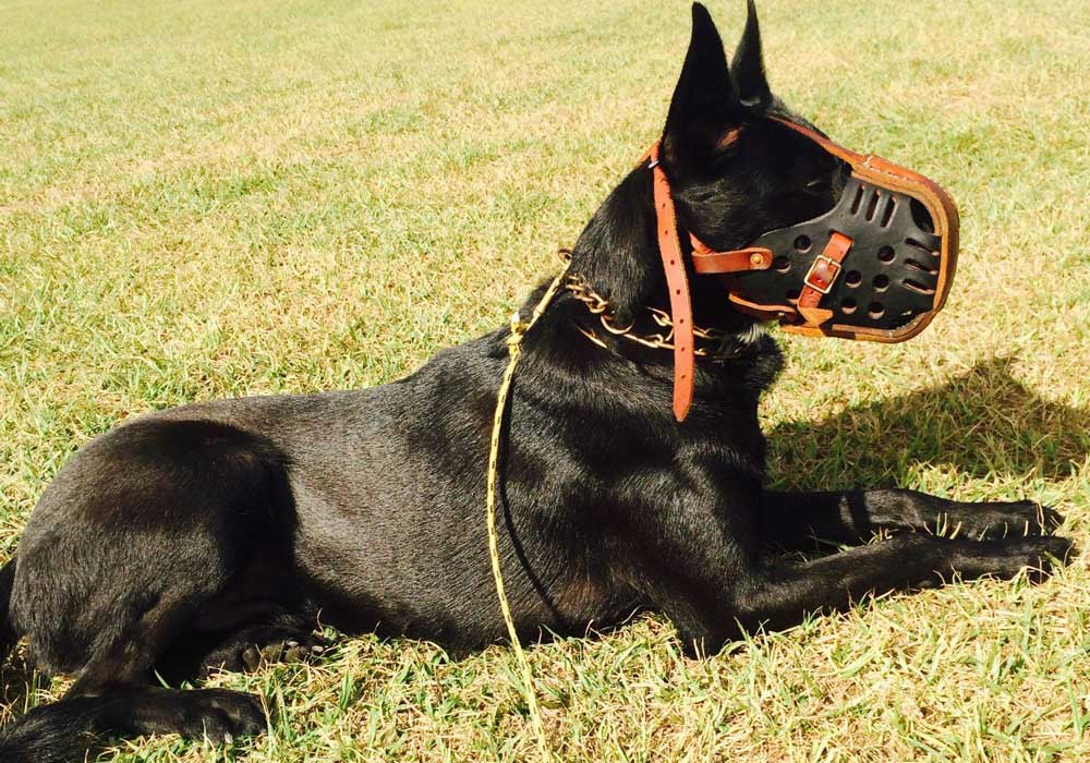 Black dog wearing a muzzle, lying down on grass, facing right, with a shadow visible.