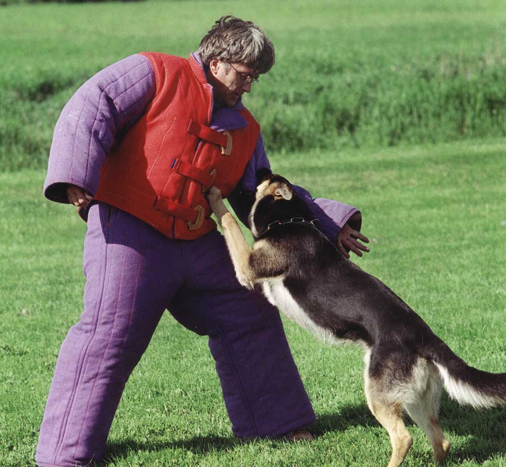 Person in padded suit training a German Shepherd dog outdoors on grass.